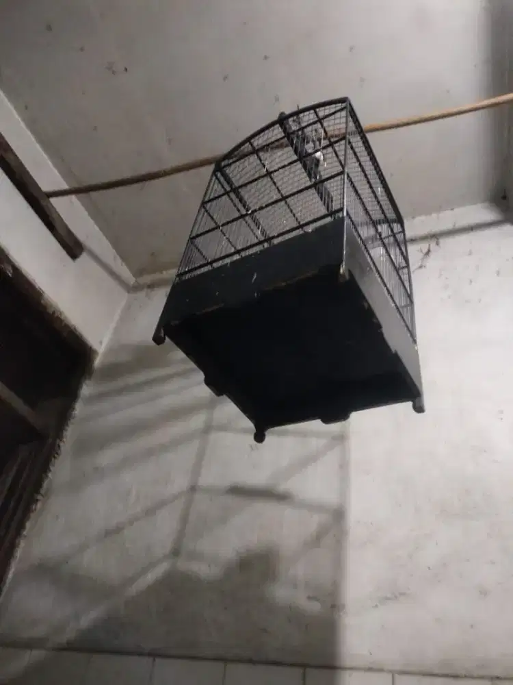 Kurungan burung kotak uk 40