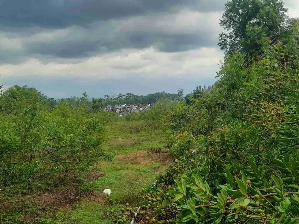 Di jual tanah pekarangan pinggir jln lebar muka 45 m luas 11700 m2
