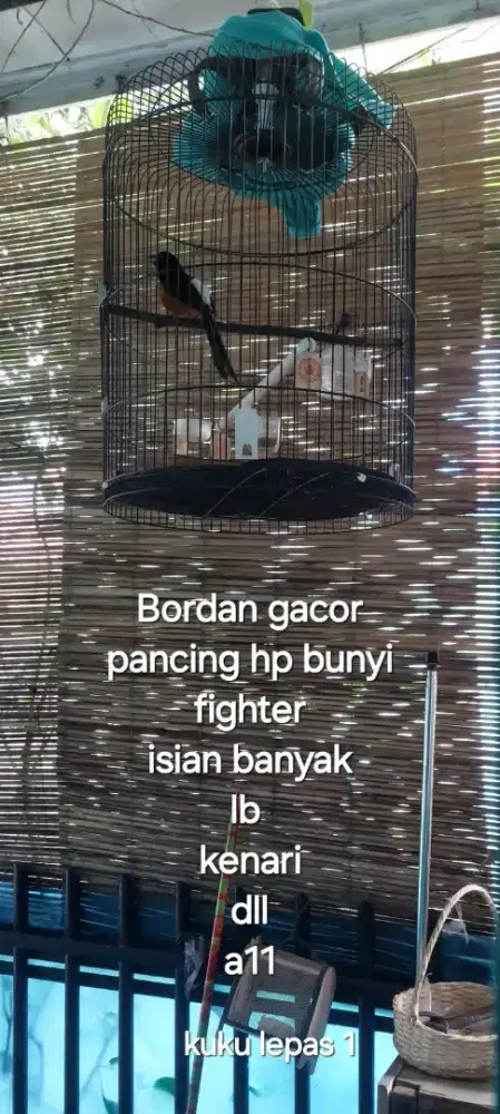 Bordan gacor rumahan