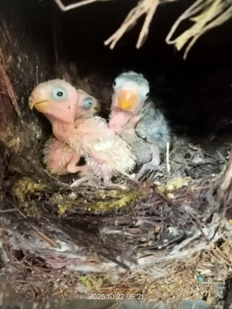 Anak love bird loloh