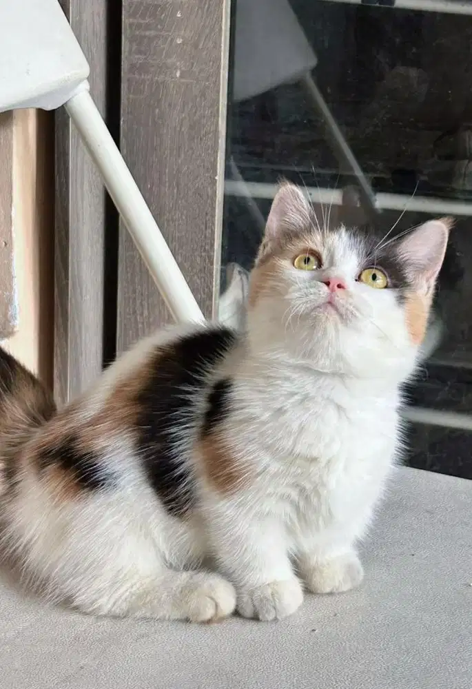 Kucing munchkin bsh british shorthair bsh british short hair