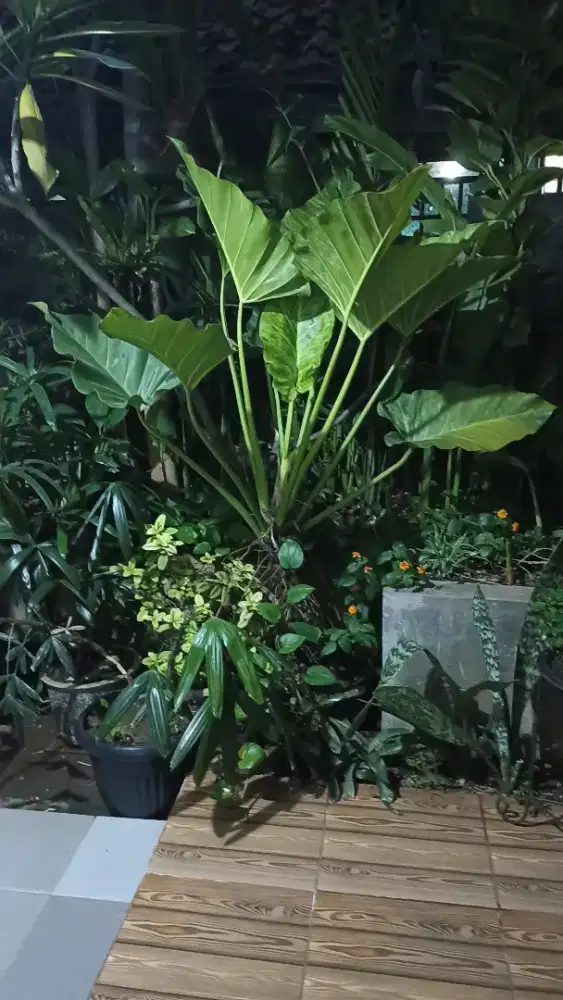 Tanaman Philodendron
