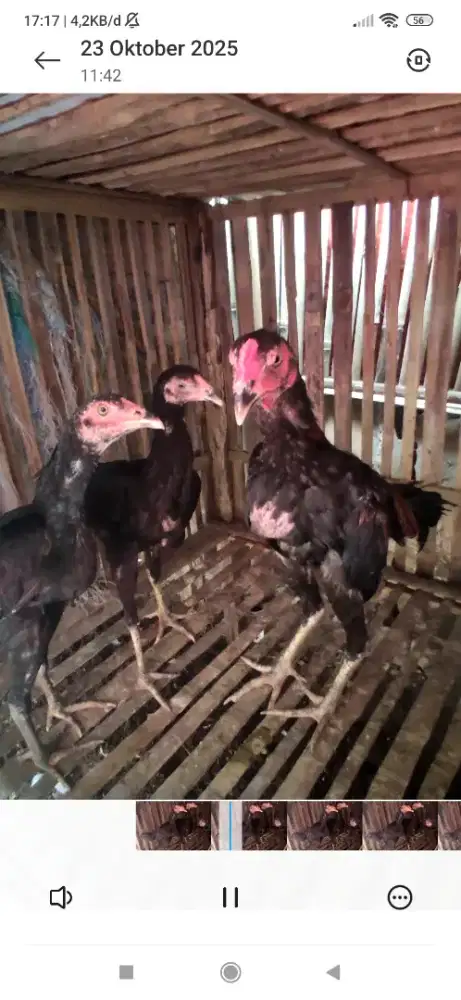 anak ayam Bangkok pamangon 3 ekor
