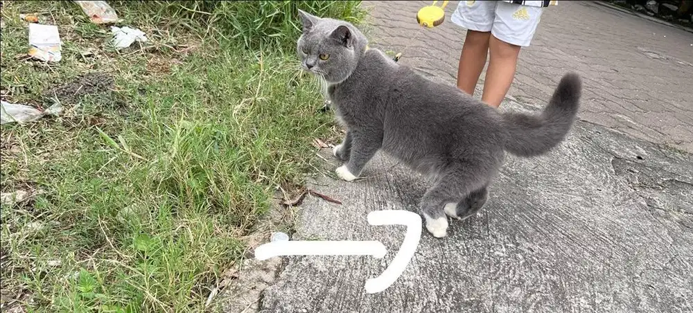 Bsh jantan bico blue