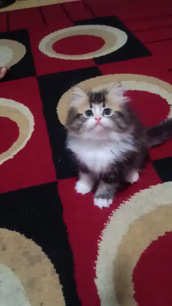 Kucing Persia Medium Jantan