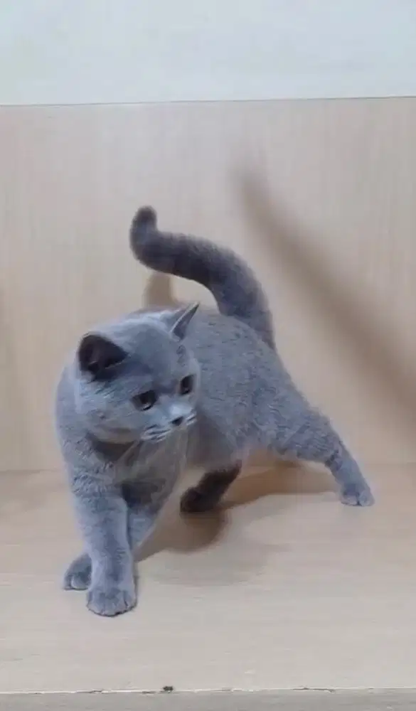 KITTEN BRITISH SHORT HAIR