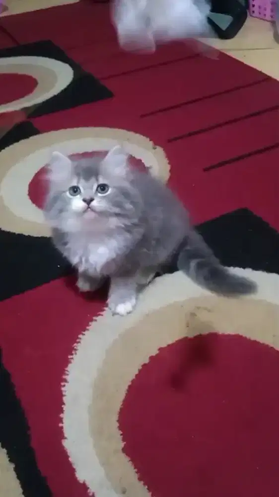 Kucing Persia Medium Betina Abu