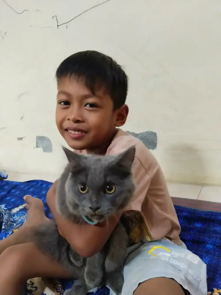 Dijual kucing ganti pakan aja kalo tertarik di kasih pasir punya 2