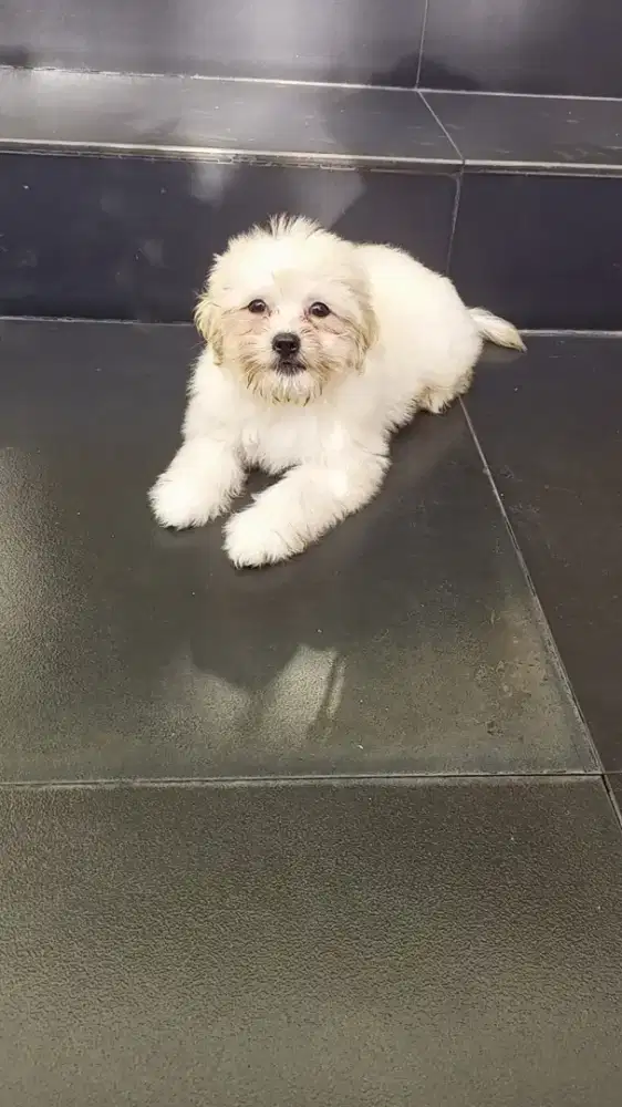 Puppy Shihtzu mix poodle