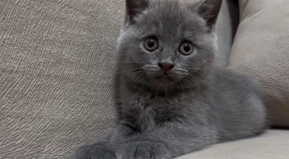 Kucing Kitten BSH x Munchkin