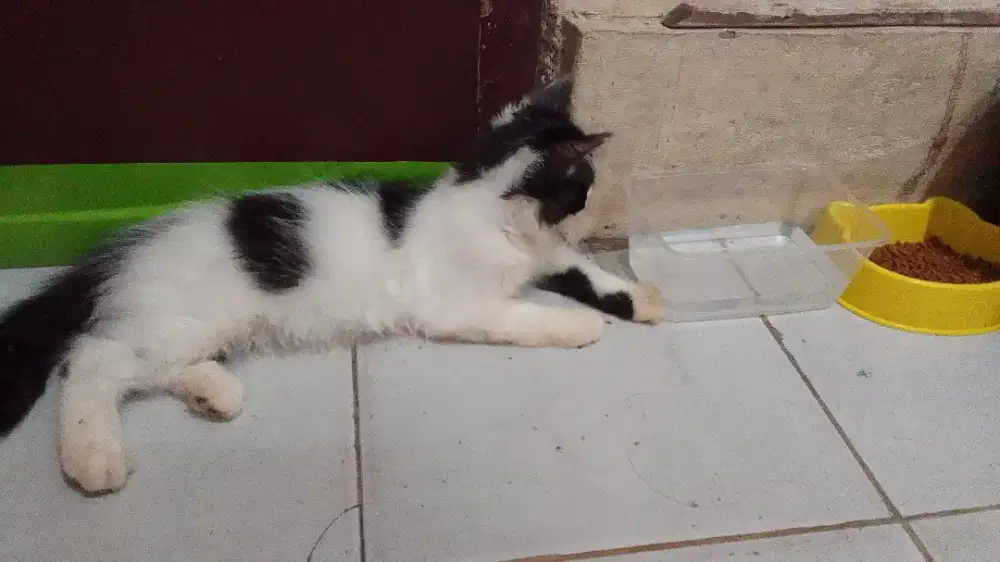 Kucing persia umur 3 bulan