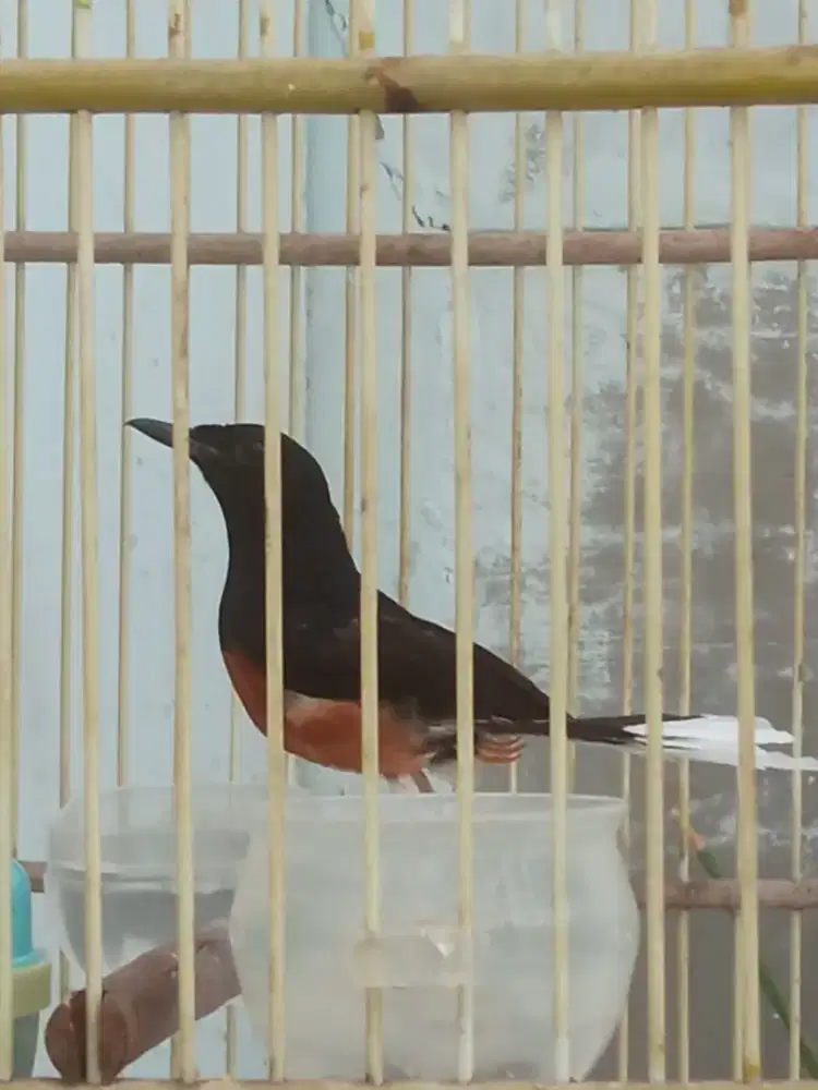 Burung Murai Batu Jantan