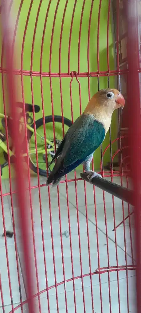 Lovebird betina dewasa biola pb blue