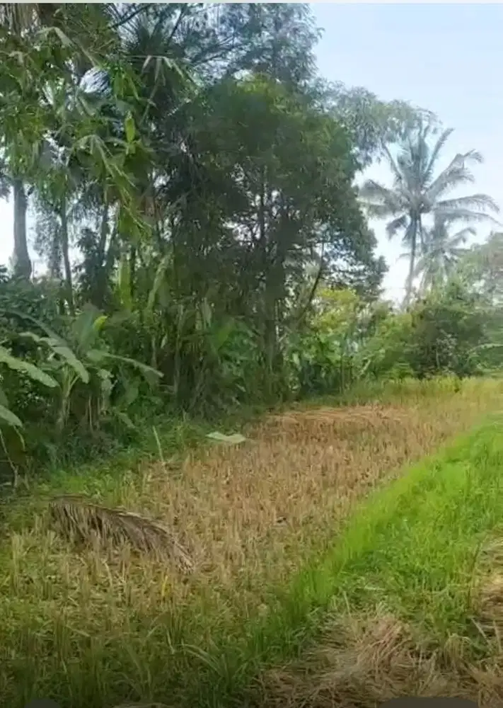 Jual Sawah Aktif
