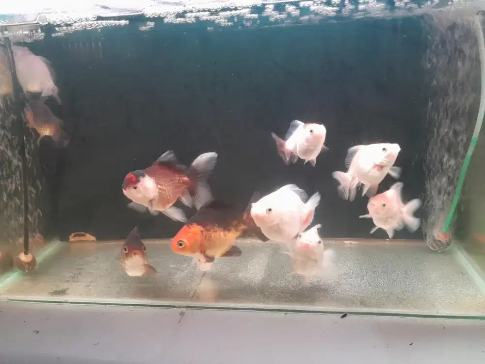 Bu Ikan koki oranda goldfish