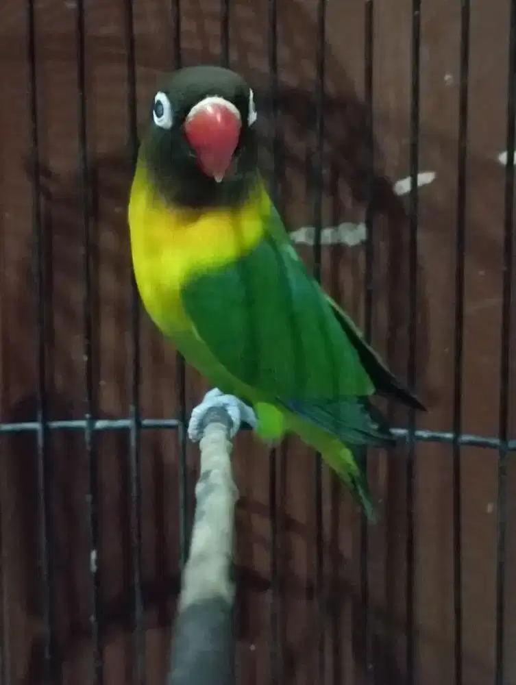 Burung lovebird semdak jantan