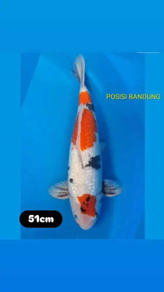 Koi showa ginrin 51cm
