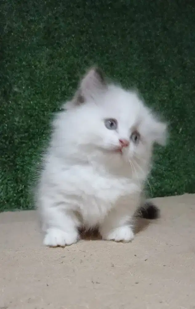 Munchkin ragdoll long hair