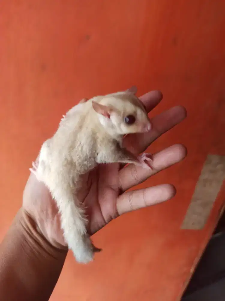 Sugar glider creamino jantan
