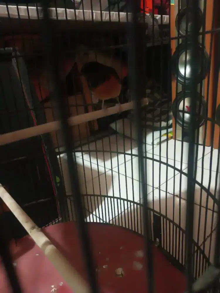 Burung Murai batu