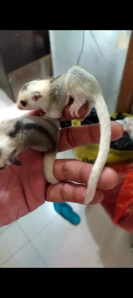 Joey sugar glider