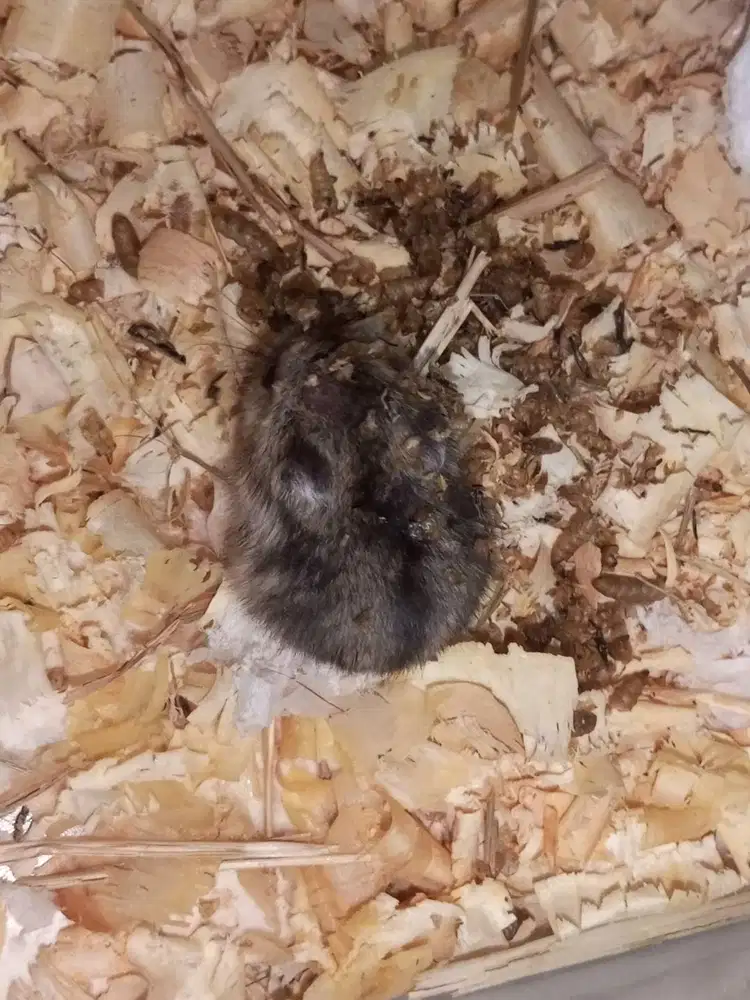 jual hamster murah