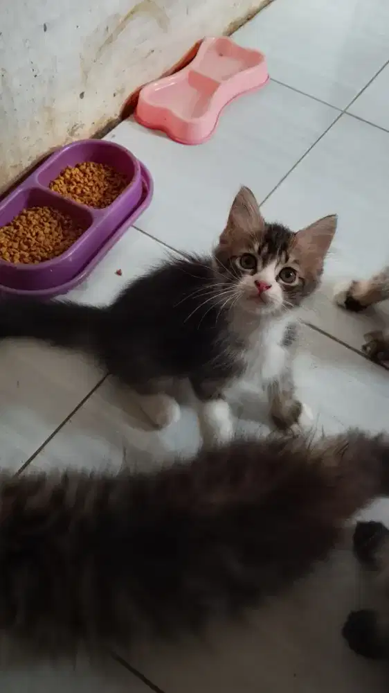 Kucing persia medium