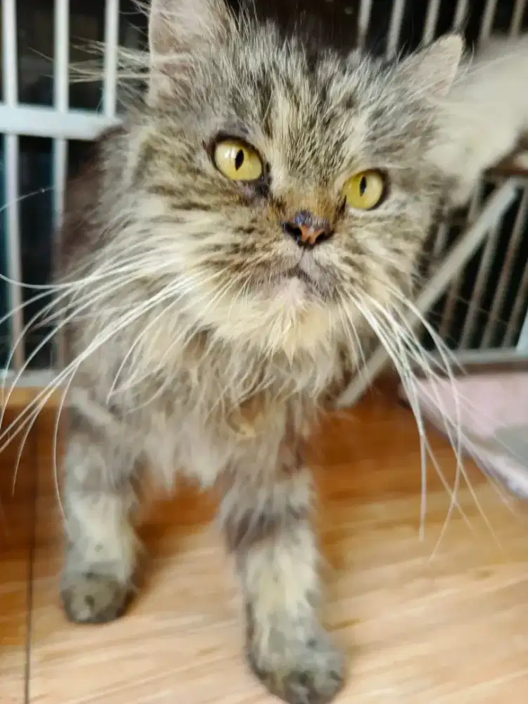 Jual kucing betina dewasa