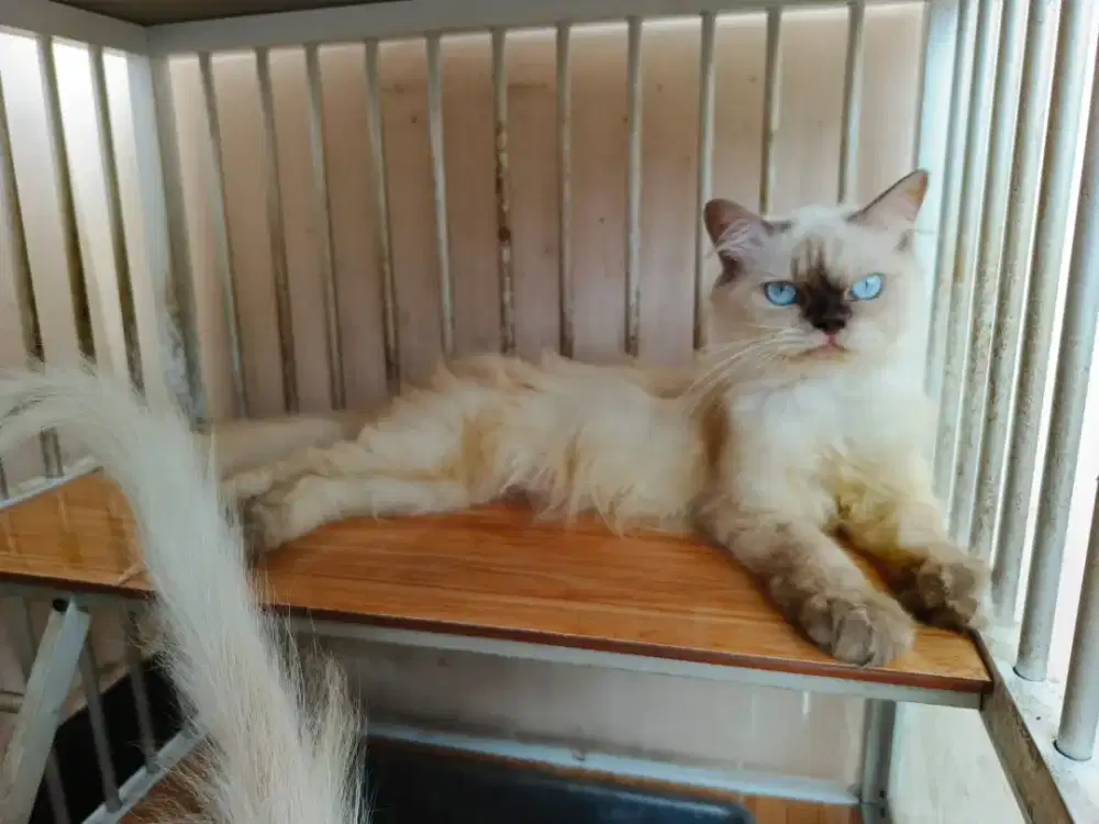 Jual kucing betina dibawah 1 tahun