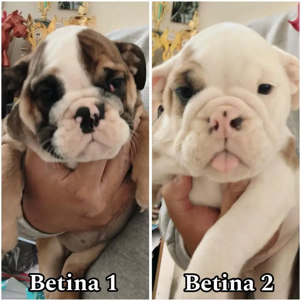 English bulldog female puppy