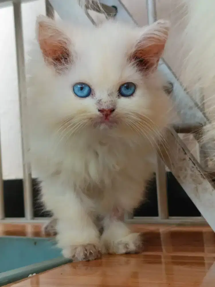 Jual kitten sealpoint dan white solid