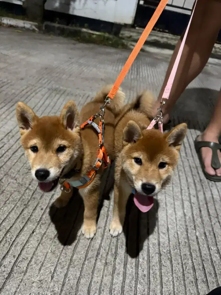 Di cari pejantan Anjing  Shikoku ken Inu