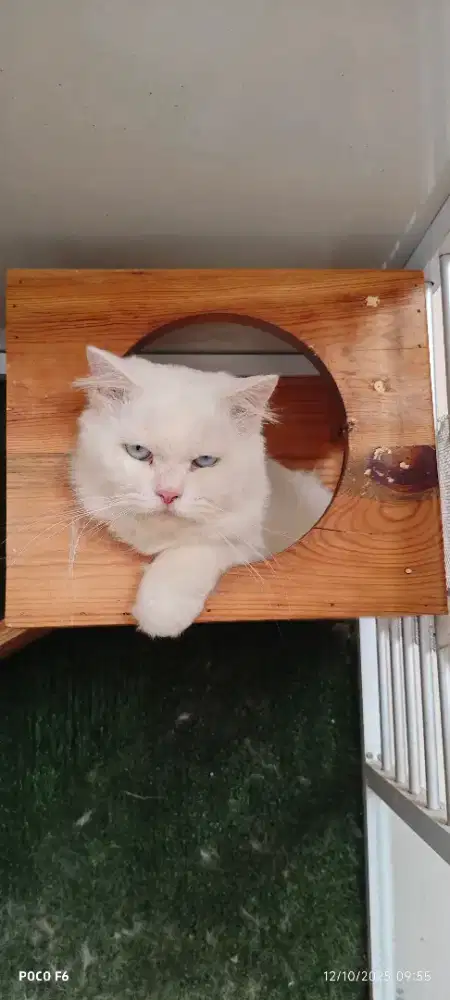 Dijual sepasang kucing dewasa