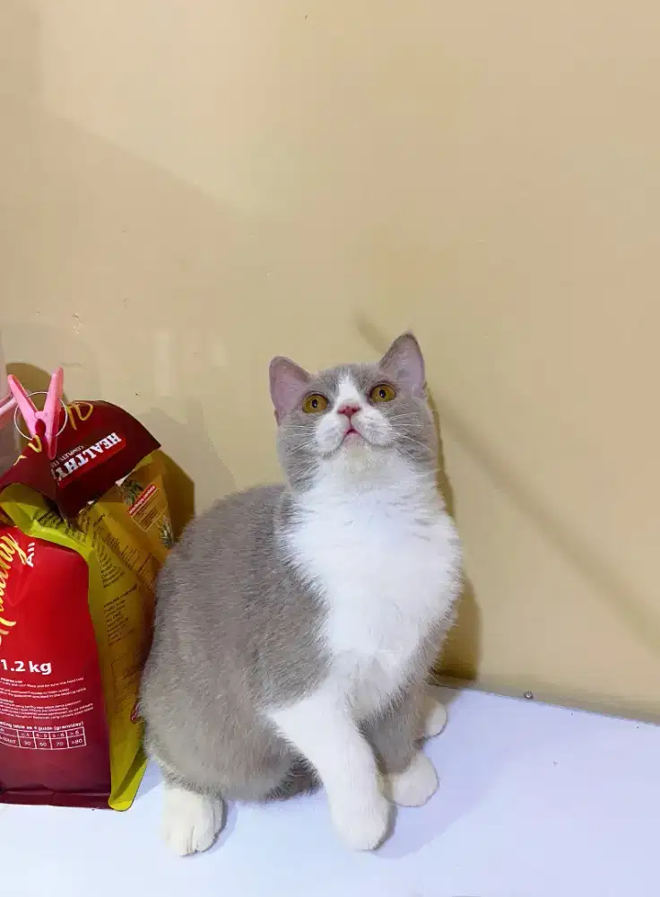 BRITISH SHORTHAIR/BSH LILAC BICOLOUR