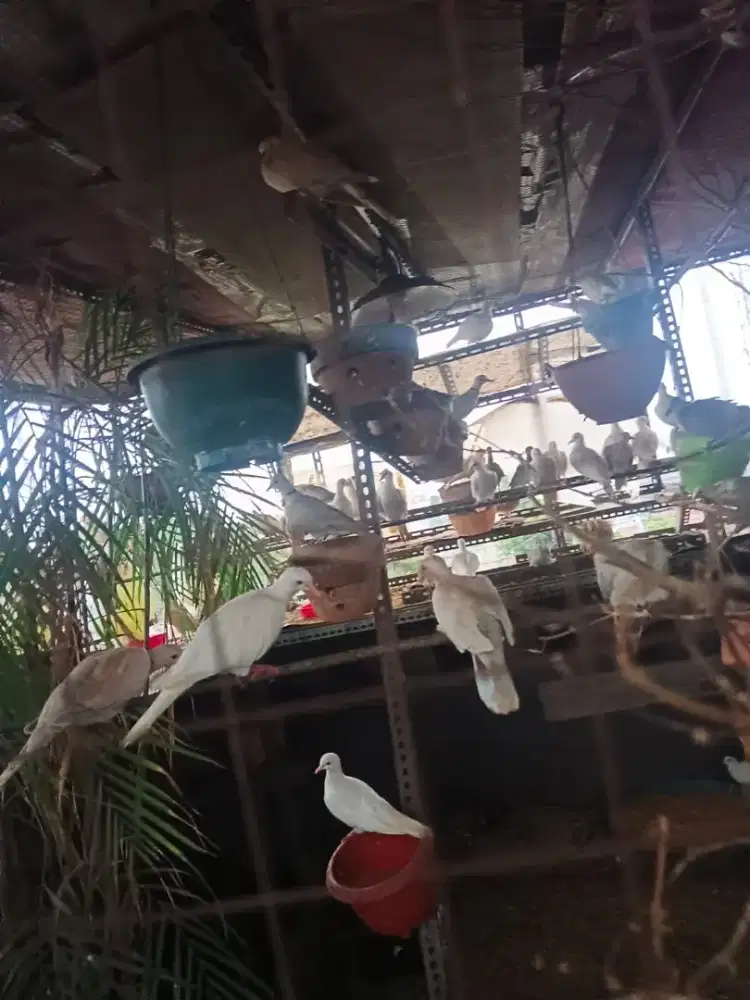 Burung puter campur