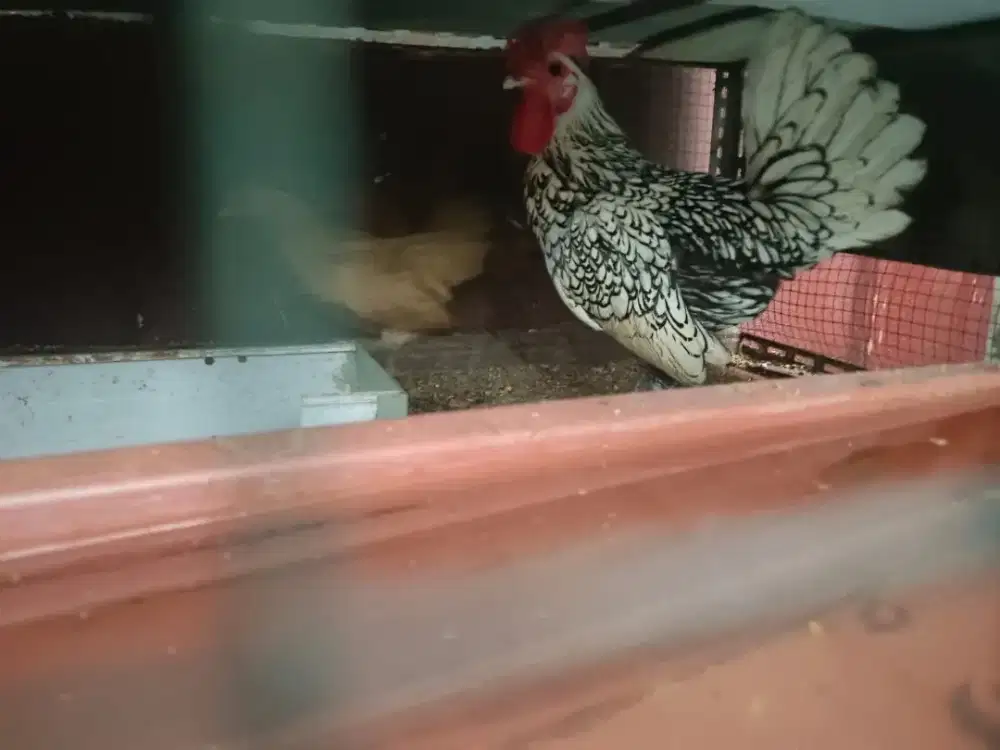 Ayam hias kate campur