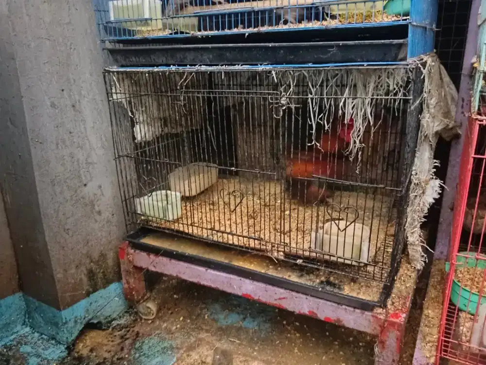 Ayam hias kate campur