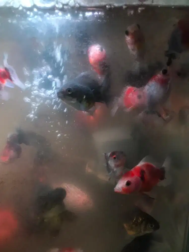 Mas koki oranda sort tail