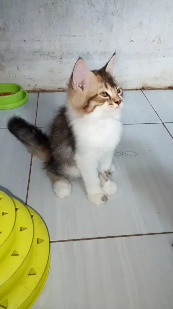 Kucing Maincone jantan