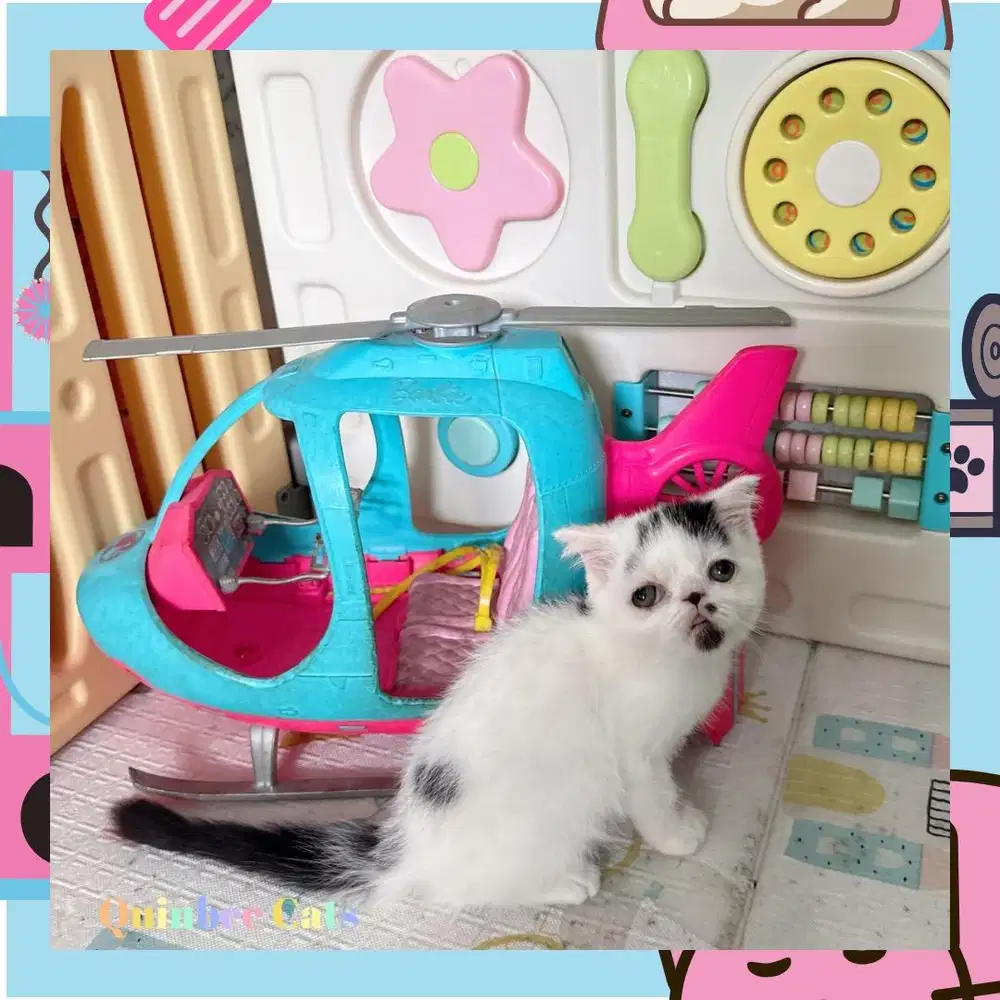 kucing Scottish Fold x Peaknose betina black Harlequin