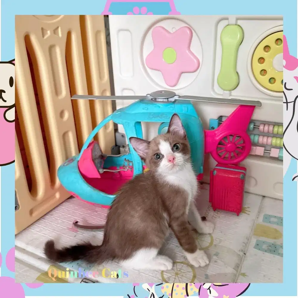 Kucing ragdoll x BSH jantan Cinnamon white