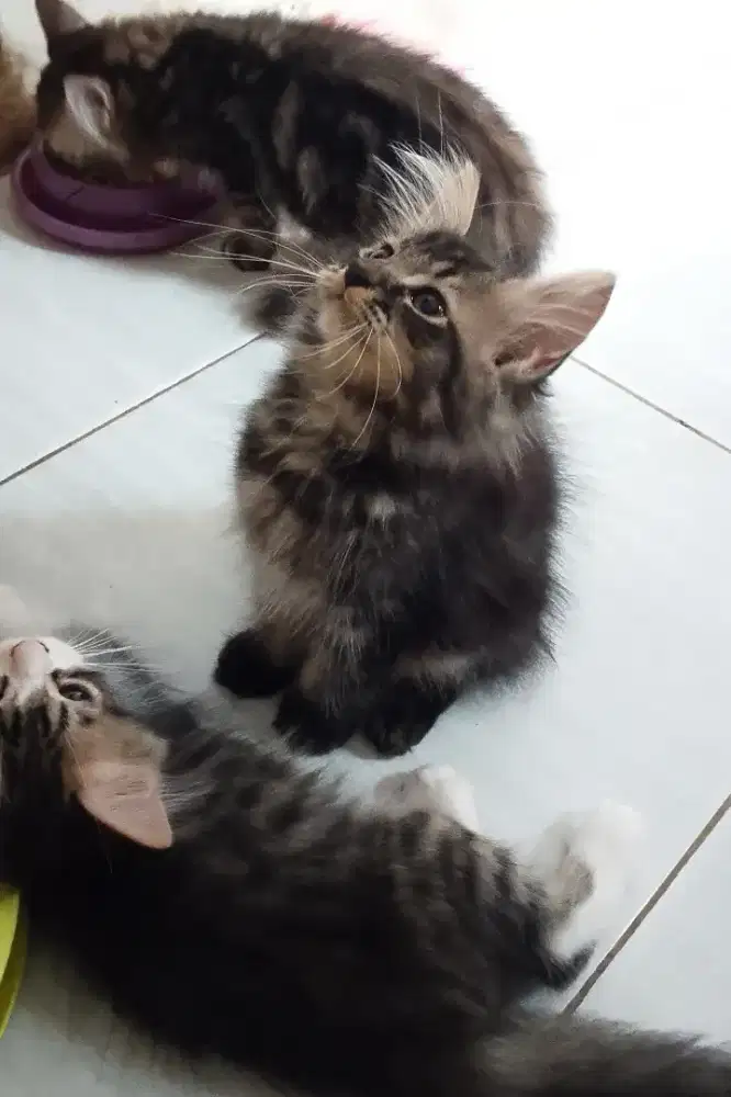 Kucing Maincone mix Persia