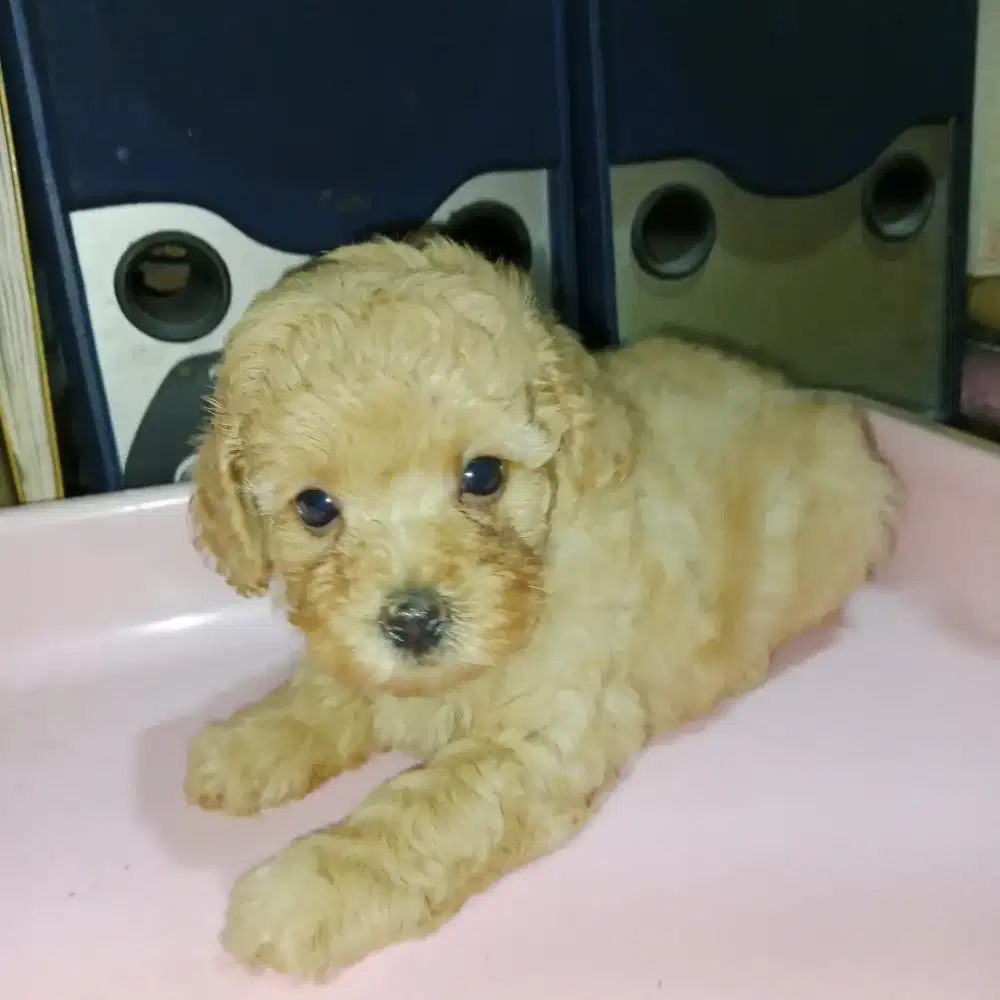 Apricot poodle betina