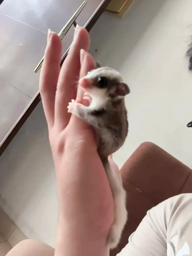 Sugar Glider Ringtail moza Betina