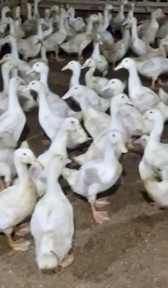 bebek Peking hibrida bulan Oktober - November 2025