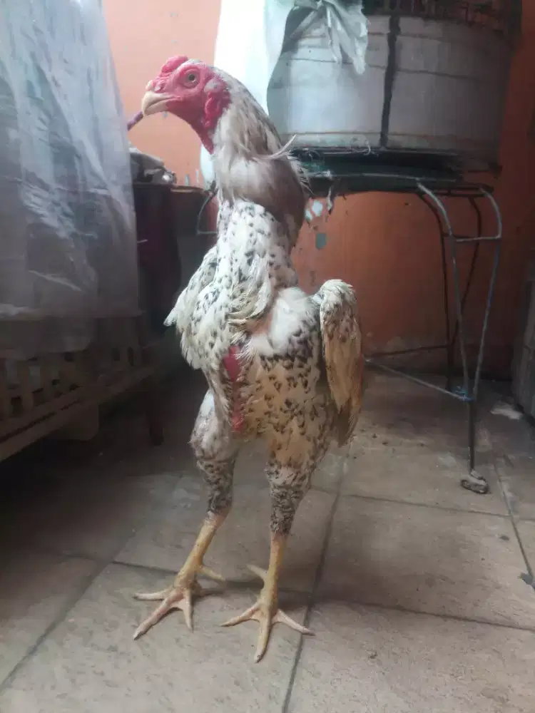 Shamo eropa line zuchter