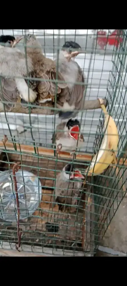 Gentilang anak an murah