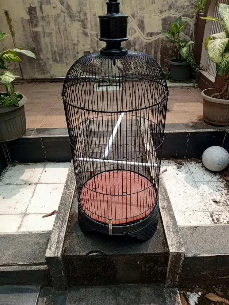 kandang lovebird