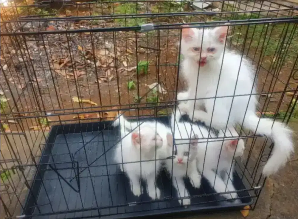 Kucing persia kitten murah semarang