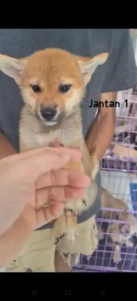 sepasang shiba inu stb vaksin